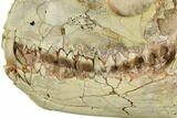 Fossil Oreodont (Merycoidodon) Skull On Metal Stand - Nebraska #192059-5